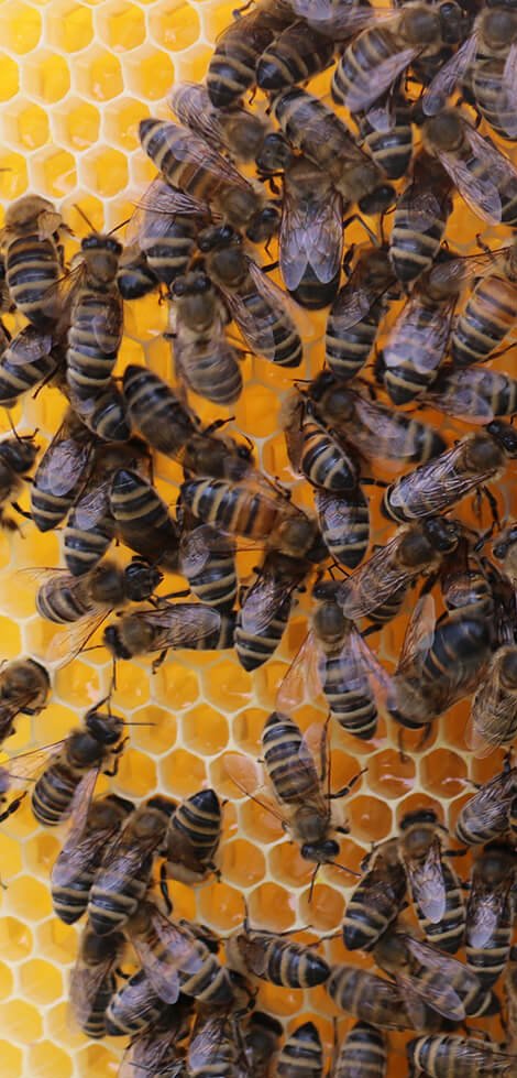 Bienen auf einer Bienenwabe