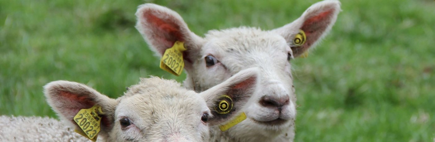 Symbolbild: Schafe mit Etiketten (Tags)