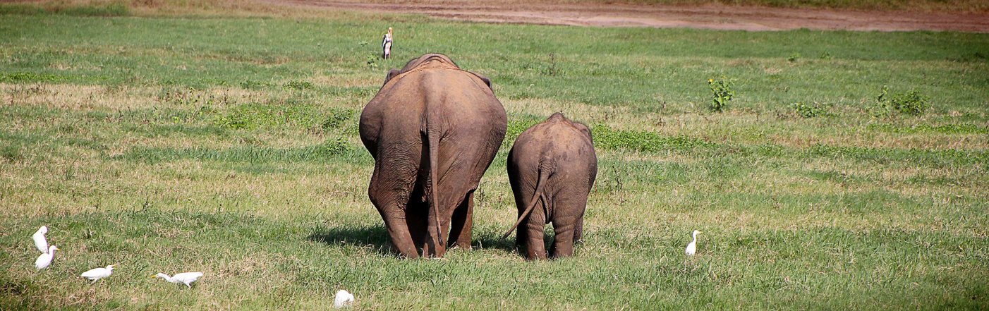 Foto von zwei weggehenden Elefanten
