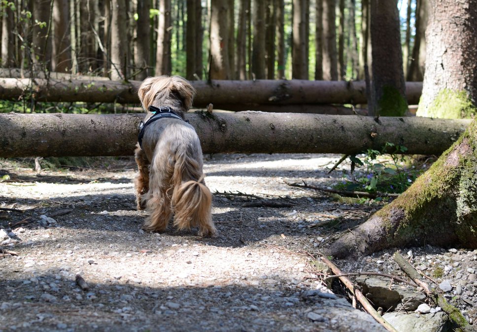 Foto eines Hundes vor einem umgestürzten Baumstamm: Symbol für eine Hürde